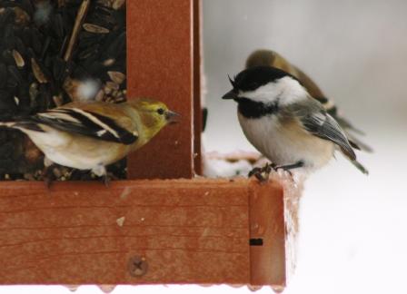The Feeder Feed and thanks to readers