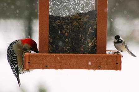 The Feeder Feed and thanks to readers