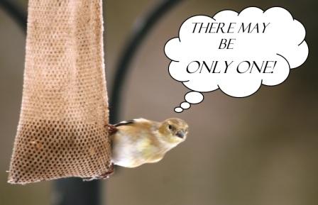 The Feeder Feed and thanks to readers