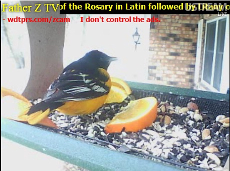 Oriole