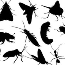 bugs