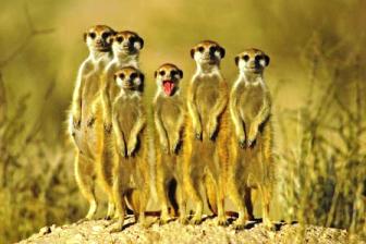 meerkats