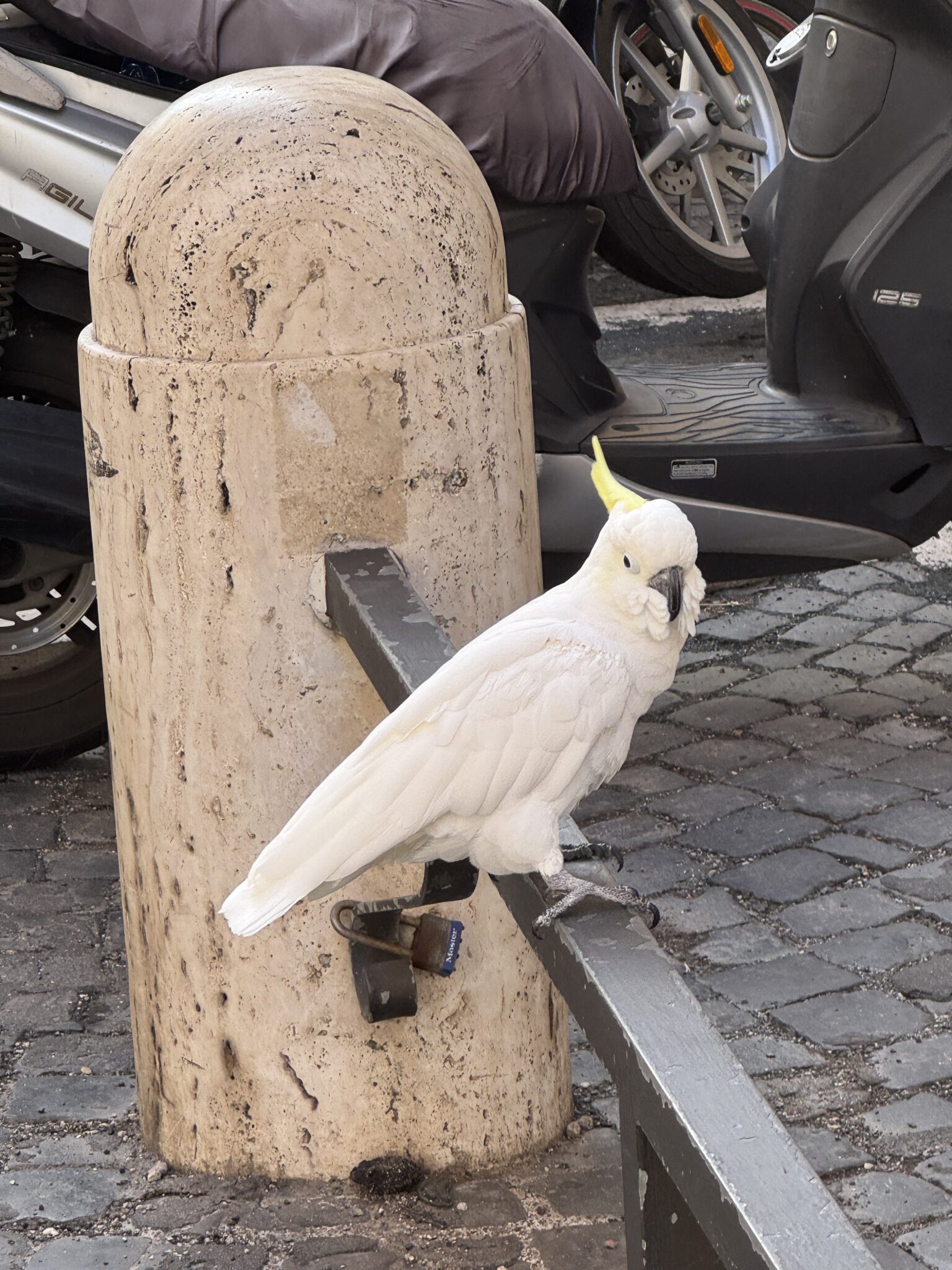 ROME 26/10– Day 22: Colors and courses and Coco